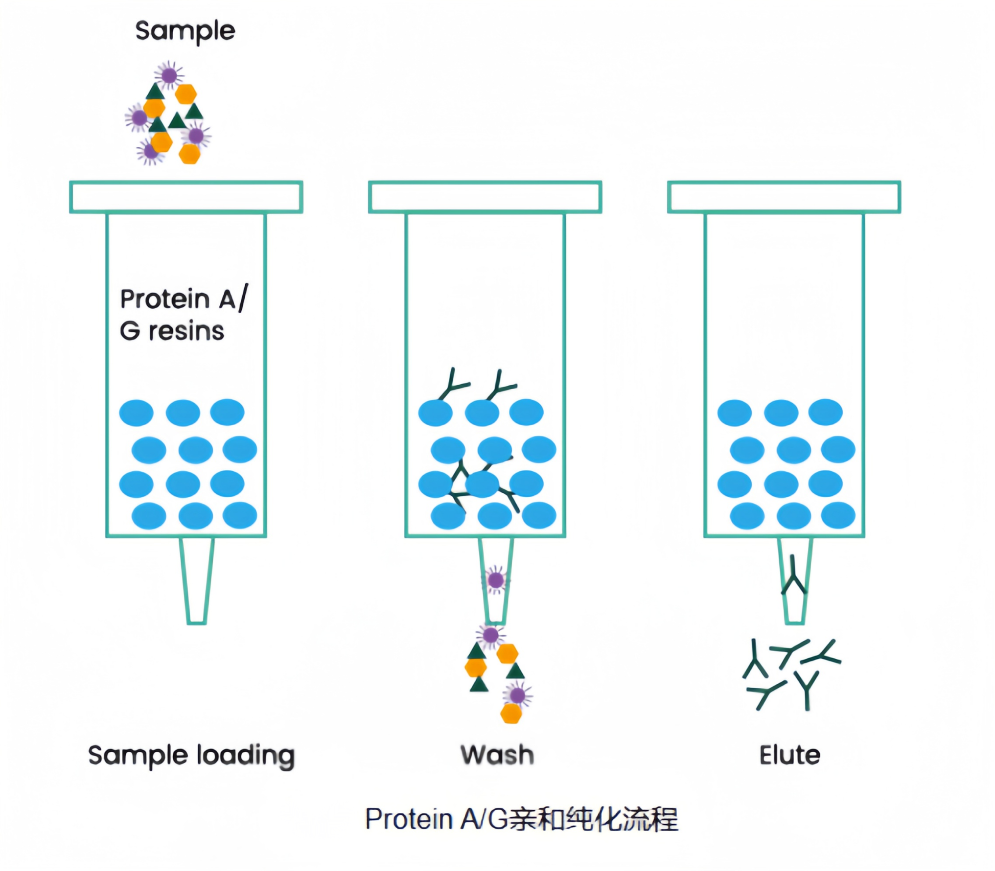 亲和层析333.png 亲和层析333.png