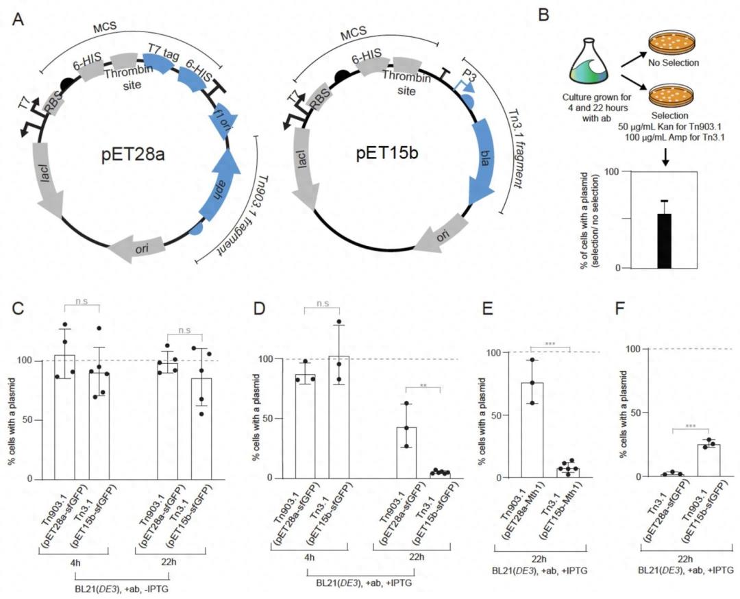 蛋白表达 11.jpeg 蛋白表达 11.jpeg