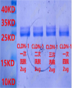 CLDN-1   3.png